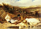 Mallard Ducks and Ducklings on a River Bank